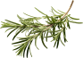 food-image-rosemary-opt.png food-image-rosemary-opt.png
